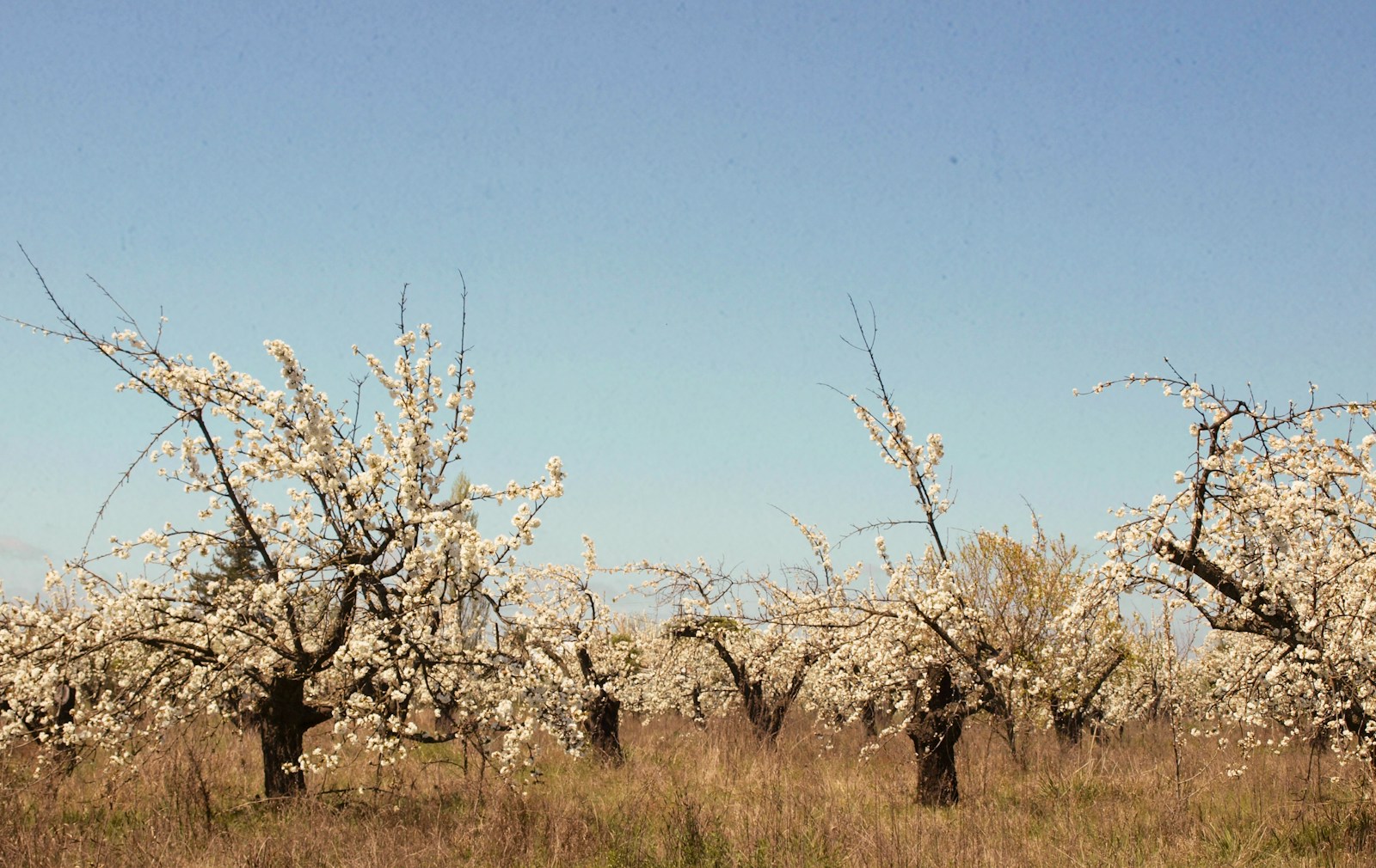 a group of trees with white flowers